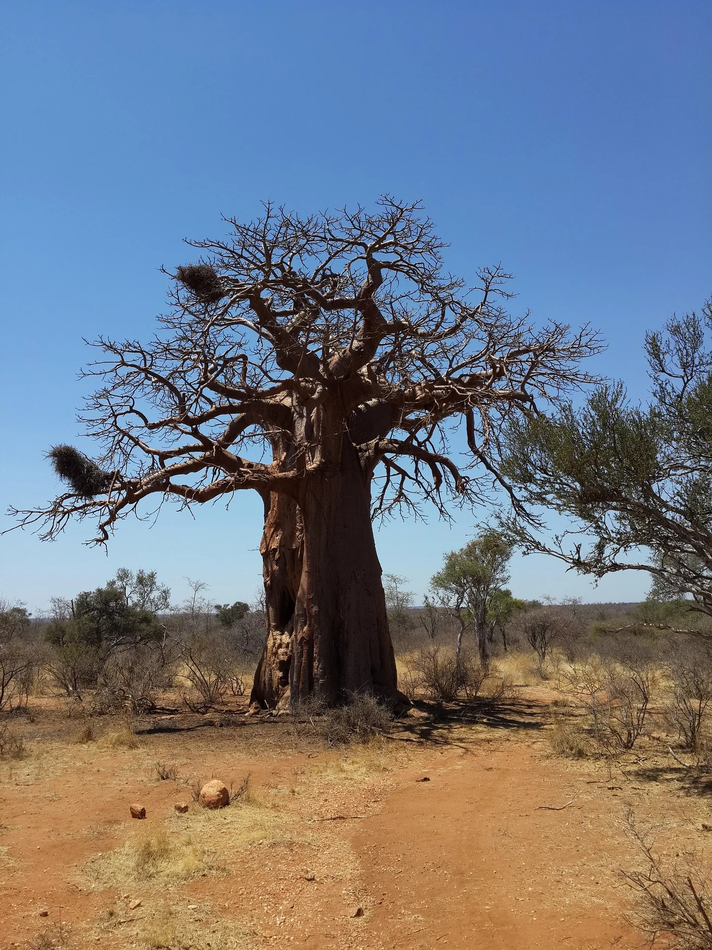 Elephants and baobabs in Tarangire National Park