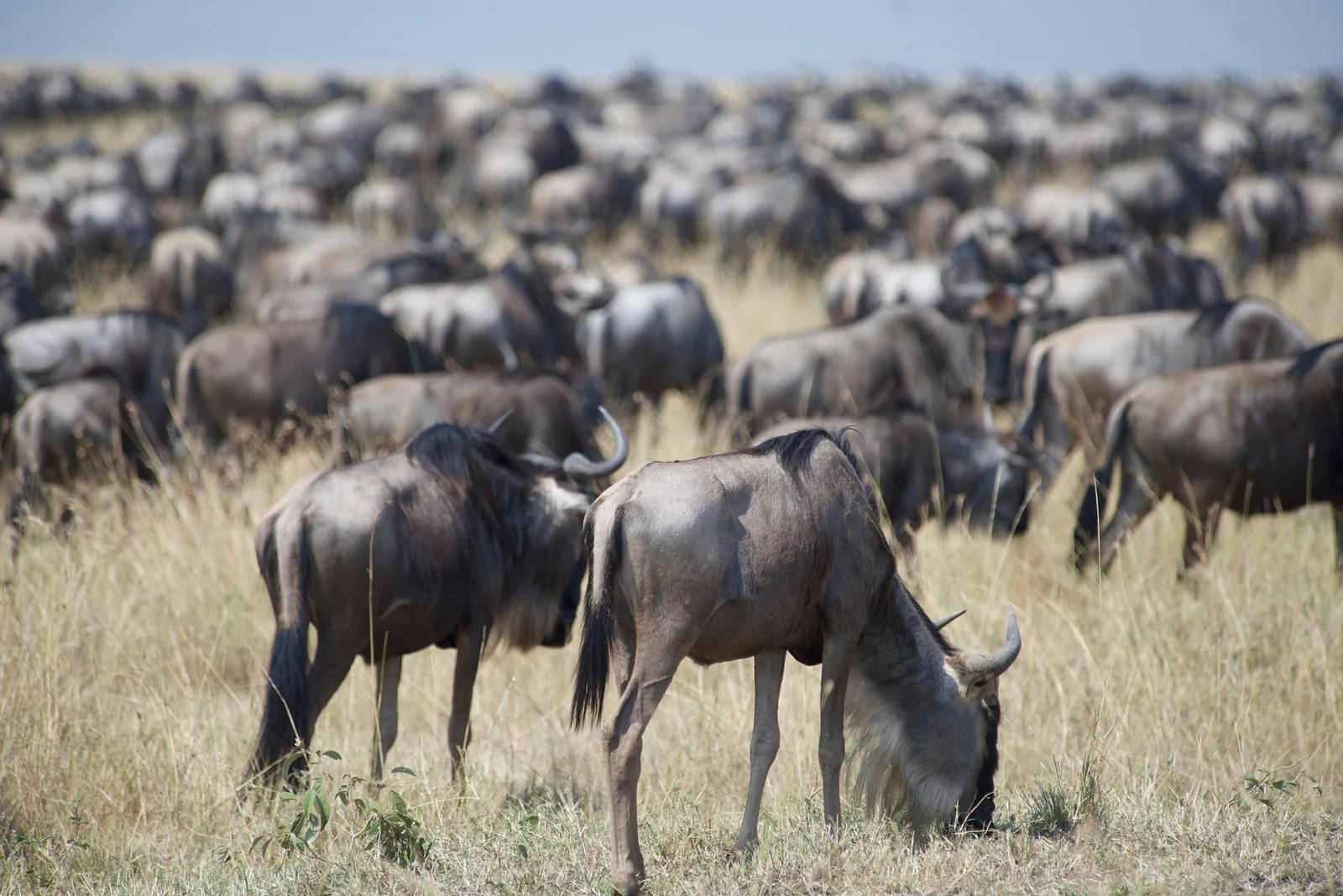 3-Day Fly-in Central & Fly-Out Kogatende: Great Migration Safari