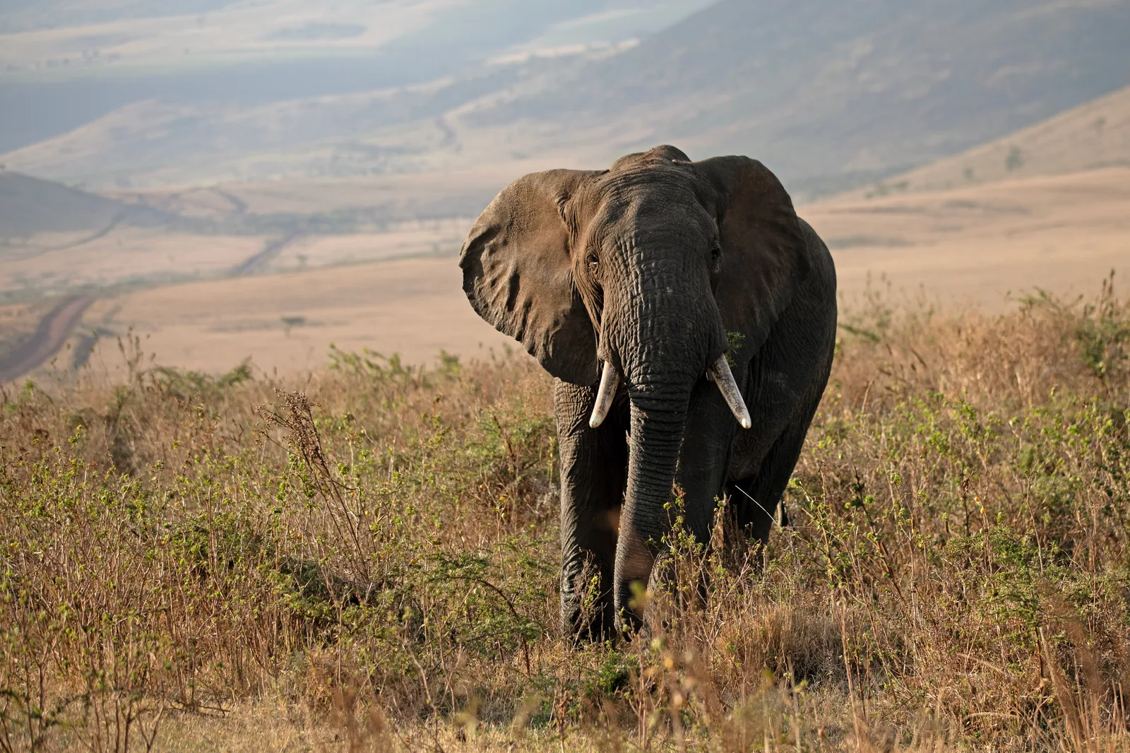 3-Day Smart Serengeti & Ngorongoro Adventure Safari Tanzania safari