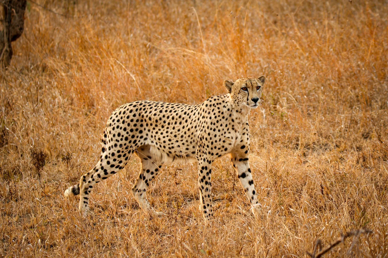 4-Day Manyara, Serengeti & Ngorongoro Budget Tour Safari