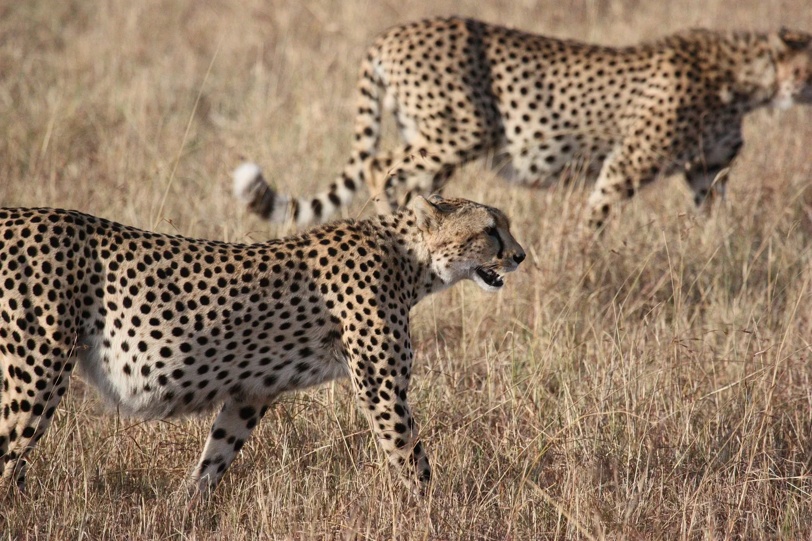 5-Day Beauty of Serengeti & Ngorongoro Midrange Safari