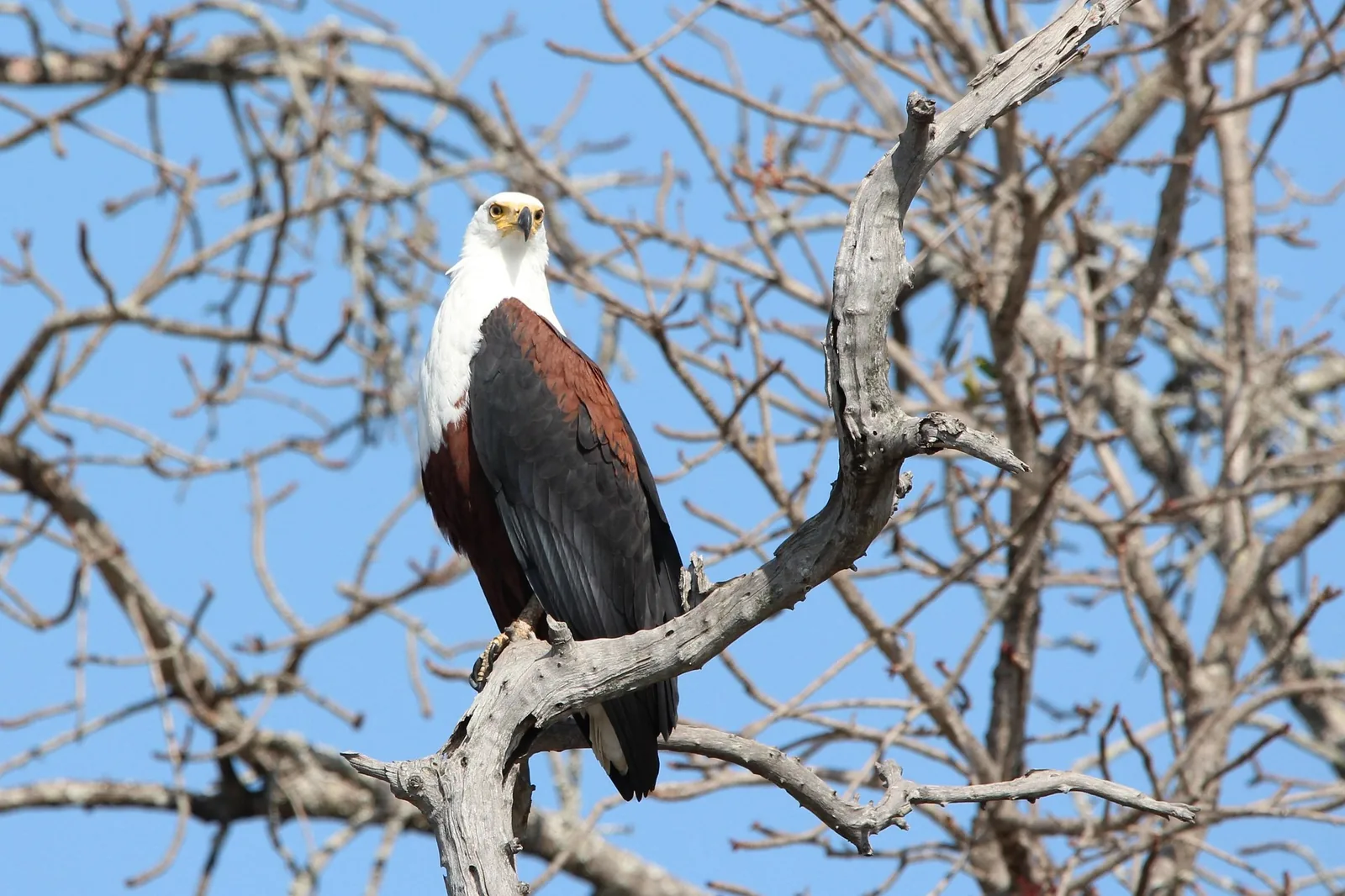 5-Day Majestic Supper Great Migration at Mara River Safari