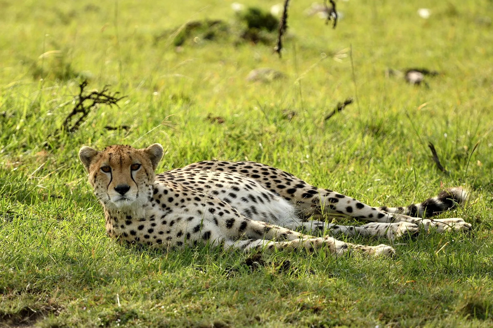How Much Does a Tanzania Safari Cost?