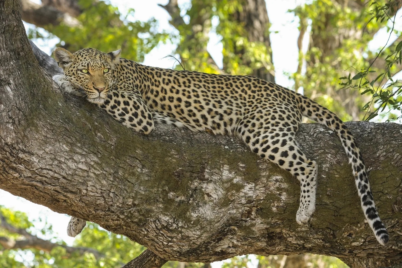 7-Day Amazing Big Five Wildlife Safari