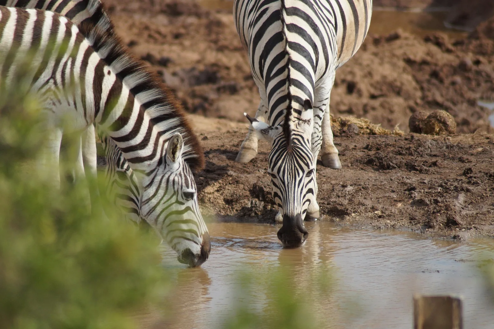 8-Day Tanzania Authentic Wildlife Midrange Safari Safari Tanzania safari